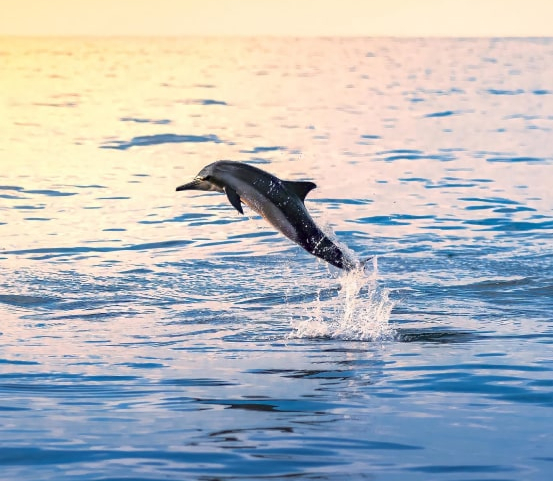 Leaping Dolphin